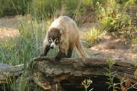 provided by: Arizona-Sonora Desert Museum